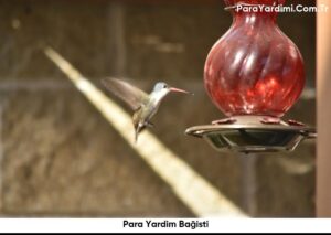 Para Yardim Bağisti