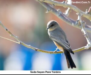 Seda Sayan Para Yardımı