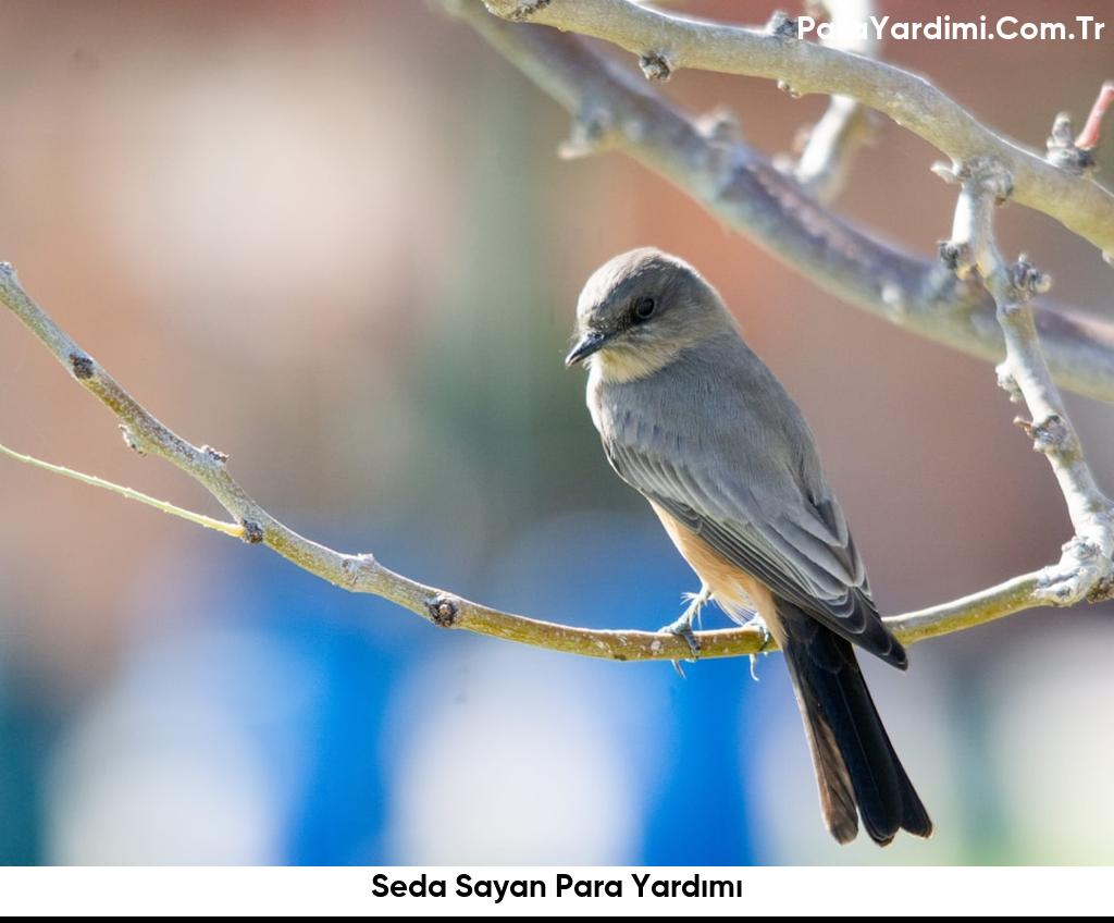 Seda Sayan Para Yardımı 7 Seda Sayan Para Yardımı