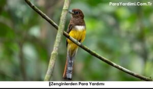﻿Zenginlerden Para Yardımı