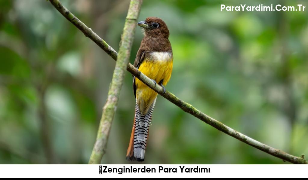 ﻿Zenginlerden Para Yardımı